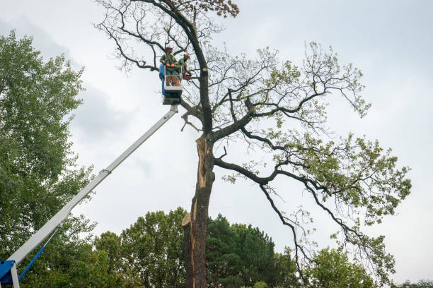 How Our Tree Care Process Works  in  Pulaski, WI