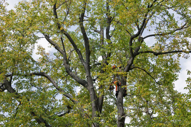 Best Tree Maintenance Programs  in Pulaski, WI